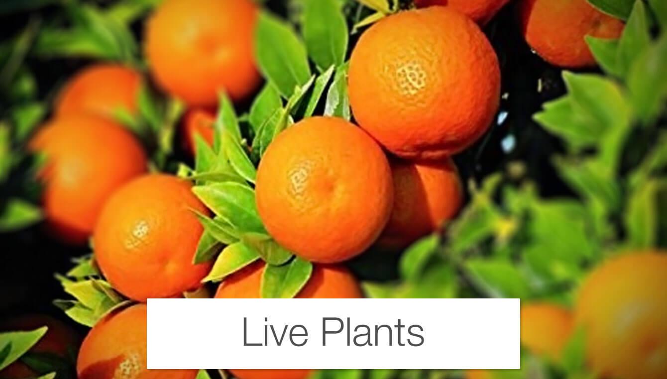 Live Plants