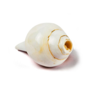 Shankh